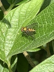 Condylostylus longicornis