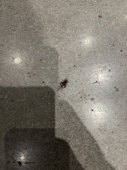 Gryllus pennsylvanicus