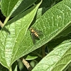 Condylostylus longicornis