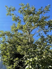 Handroanthus chrysotrichus