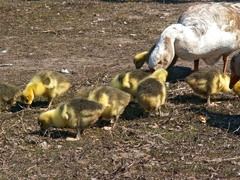 Anser anser domesticus