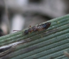 Staphylinidae