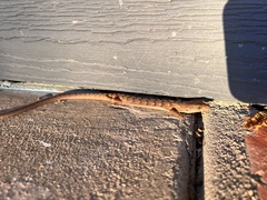 Elgaria multicarinata