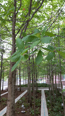 Aesculus hippocastanum