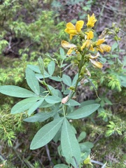 Thermopsis