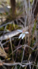 Caladenia alata