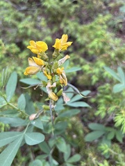 Thermopsis