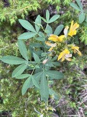 Thermopsis