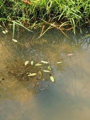 Potamogeton nodosus