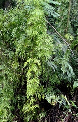 Lygodium microphyllum
