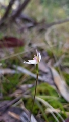 Caladenia alata