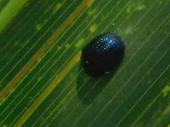 Hemisphaerota cyanea