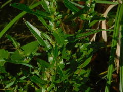 Ammannia latifolia