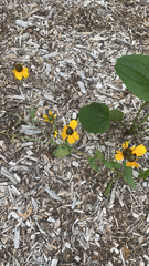 Rudbeckia amplexicaulis