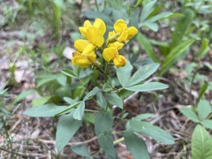 Thermopsis