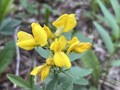 Thermopsis