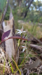 Caladenia alata