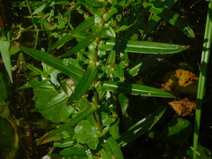 Ammannia latifolia