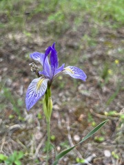 Iris missouriensis