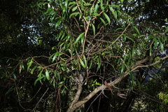 Daviesia arborea