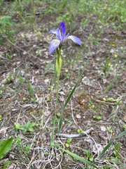 Iris missouriensis