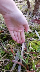 Caladenia alata