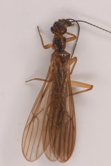 Plecoptera