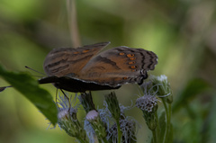 Junonia intermedia