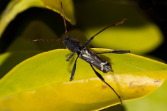 Neoclytus ypsilon