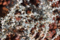 Sclerolaena cornishiana