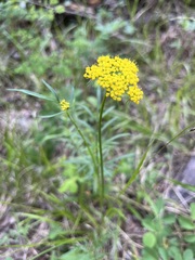 Cymopterus