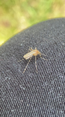 Coquillettidia perturbans