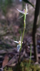 Caladenia alata