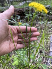 Cymopterus