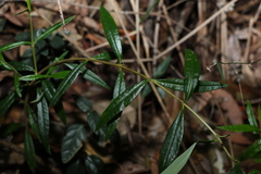 Logania albiflora