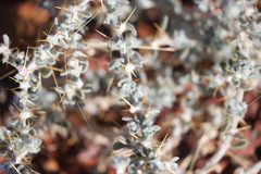 Sclerolaena cornishiana