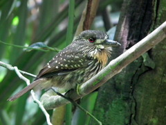 Malacoptila panamensis