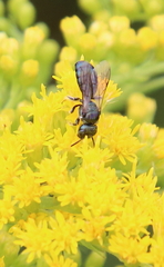 Ceratina