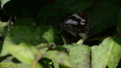 Melanargia epimede