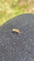 Coquillettidia perturbans