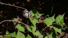 Melanargia epimede
