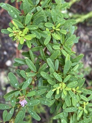 Lespedeza stuevei