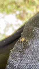 Coquillettidia perturbans