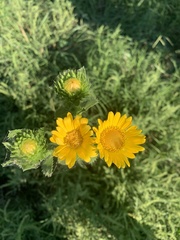 Grindelia adenodonta