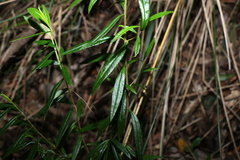 Logania albiflora