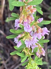 Lespedeza stuevei