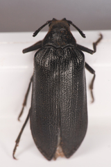 Sandalus californicus