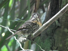 Malacoptila panamensis