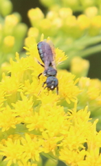 Ceratina