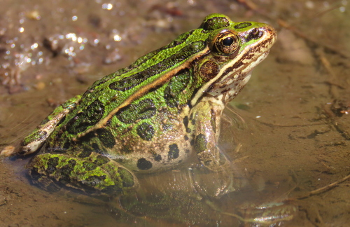 Northern Leopard Frog, photo 9 of 10